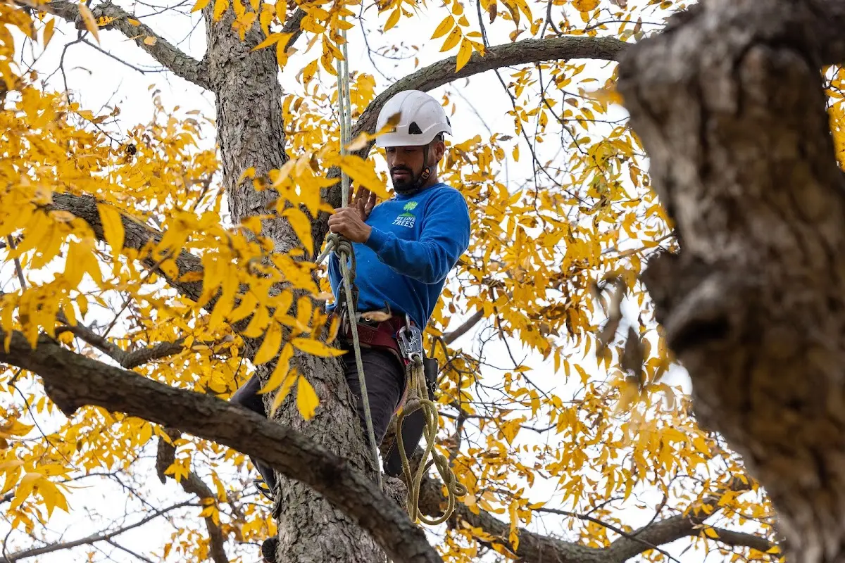 Skilled Tree Transplanting crew working in Wellsburg